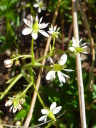 Brook Saxifrage